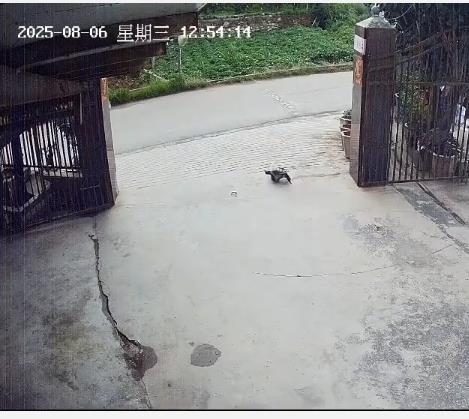 三十余载饲养的鳄龟遭路人带走，主人哀求“请勿伤害”，警方已介入处理-春天资源分享网